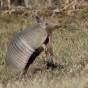 The new Illinois roadkill? Armadillos. Blame climate&nbsp;change.